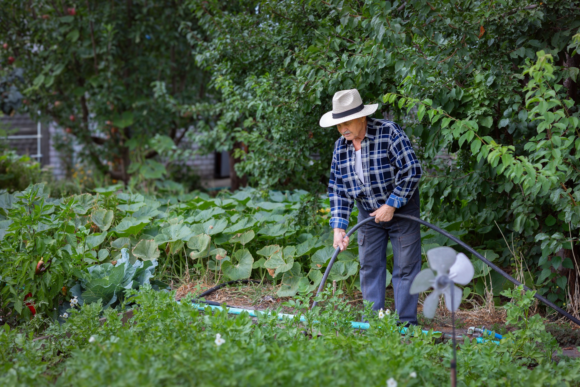 Senior man tending garden in summer